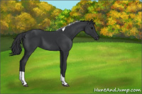Horse Color:Black Tobiano 