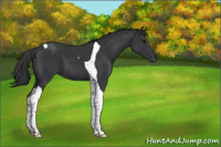 Horse Color:Black Tobiano 