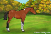 Horse Color:Bay Tobiano 