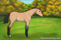 Horse Color:Bay Dun 