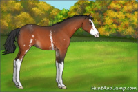 Horse Color:White Spotted Bay Splash 