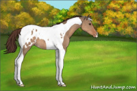 Horse Color:Bay Dun Tobiano Appaloosa 