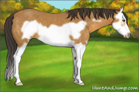 Horse Color:Buckskin Splash Frame 
