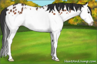 Horse Color:Bay Sabino Splash Appaloosa
