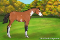 Horse Color:Bay Sabino 