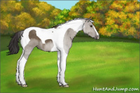 Horse Color:Smoky Grullo Tobiano 