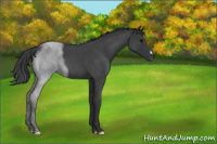 Horse Color:Blue Roan 