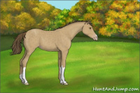 Horse Color:Classic Cream Champagne 