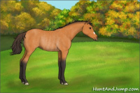 Horse Color:Buckskin Rabicano 