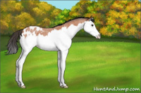 Horse Color:Bay Roan Splash Appaloosa 