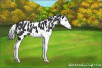 Horse Color:Black Splash Appaloosa 