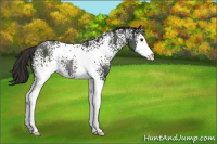 Horse Color:White Spotted Liver Chestnut Splash Rabicano