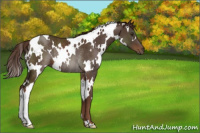 Horse Color:White Spotted Liver Chestnut Rabicano 