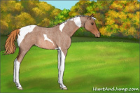 Horse Color:Red Roan Tobiano Appaloosa 