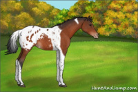 Horse Color:Brown Tobiano Appaloosa 
