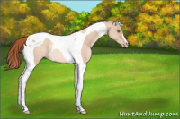 Horse Color:Gold Champagne Dun Tobiano Rabicano