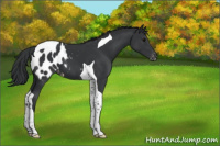 Horse Color:Black Tobiano Appaloosa 