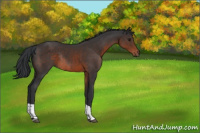 Horse Color:Brown Tobiano Rabicano 