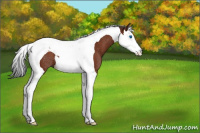 Horse Color:Brown Splash Tobiano Rabicano 