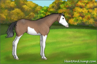 Horse Color:Brown Dun Splash 