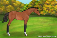 Horse Color:Brown Rabicano 
