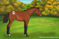Horse Color:Bay Appaloosa Rabicano 