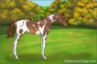 Horse Color:White Spotted Chestnut Tobiano 