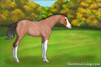 Horse Color:Bay Roan Splash Rabicano 