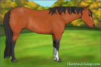 Horse Color:Bay Rabicano 
