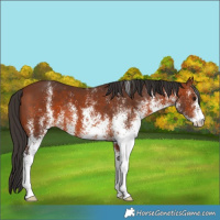 Horse Color:White Spotted Bay 