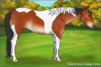 Horse Color:Bay Tobiano 