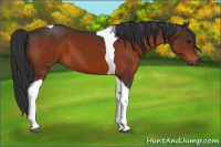 Horse Color:Bay Tobiano 