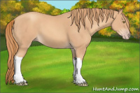 Horse Color:Gold Champagne 