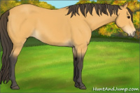 Horse Color:Buckskin 