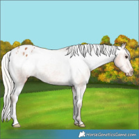 Horse Color:Silver Bay Appaloosa 