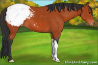 Horse Color:Bay Appaloosa 