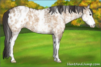 Horse Color:White Spotted Bay Dun Appaloosa