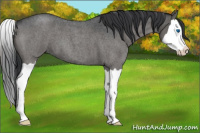 Horse Color:Grullo Roan Splash 