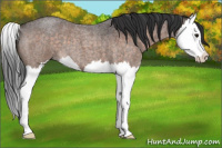 Horse Color:Brown Roan Splash 