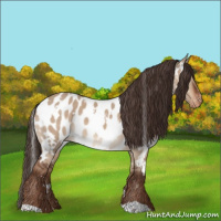 Horse Color:White Spotted Liver Red Dun Appaloosa 