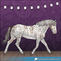 Horse Color:Liver Red Dun Splash Tobiano and Liver Chestnut Splash Tobiano Appaloosa