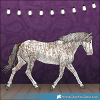 Horse Color:Liver Red Dun Splash Tobiano and Liver Chestnut Splash Tobiano Appaloosa