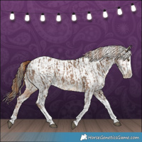Horse Color:Liver Red Dun Splash Tobiano  and Liver Chestnut Splash Tobiano Appaloosa