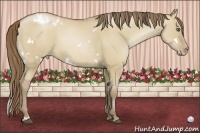 Horse Color:White Spotted Grullo Pearl 