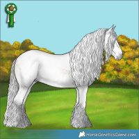 Horse Color:Gray Bay Dun Tobiano Appaloosa 