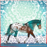Horse Color:Bay Tobiano Blanket 