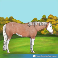 Horse Color:Silver Bay Splash Appaloosa