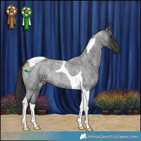 Horse Color:Smoky Blue Roan Tobiano 