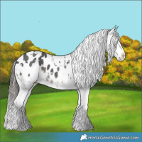 Horse Color:White Spotted Black Sabino Appaloosa 