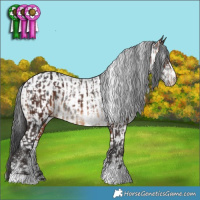 Horse Color:White Spotted Bay  and White Spotted Black Sabino Appaloosa 